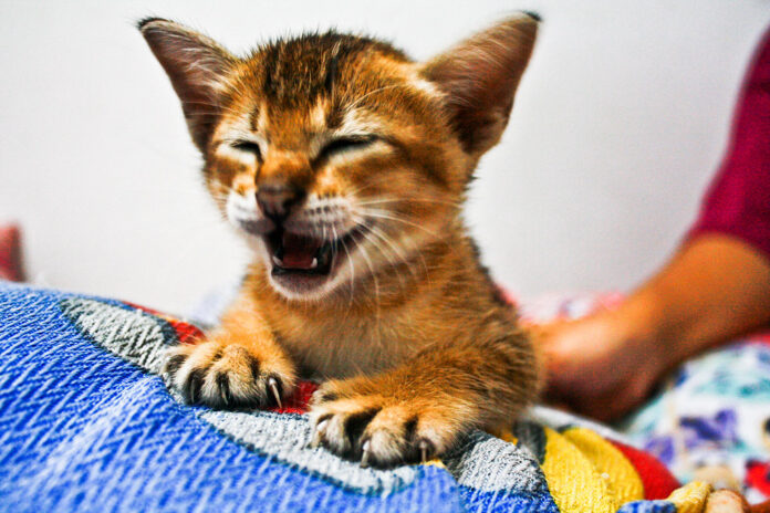 cat latest meme